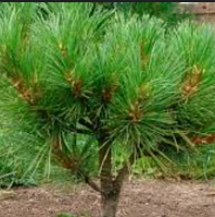 Кедр Сибірський розсада у контейнері сосна кедрова сибірська саджанці кедра Pinus sibirica