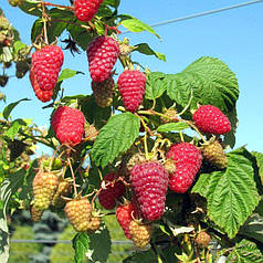 Малина Поемат, ЗКС у горщиках 0.8 л