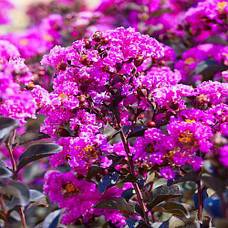 Саджанці Лагерстремії