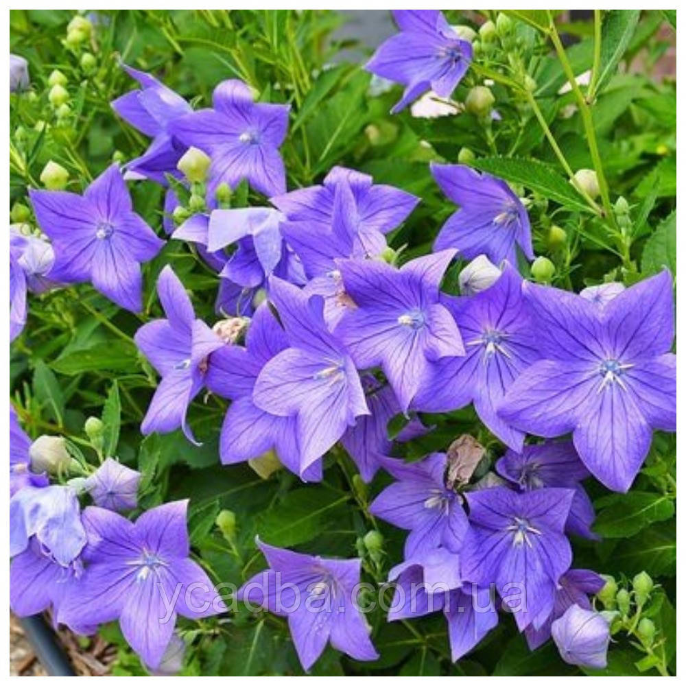 Платікадон Поп Стар Блю (горщик 0,5л), фото 1