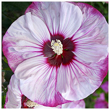 Гібіскус Черрі Чізкейк / "Cherry Cheesecake" (горщик 0,5л)