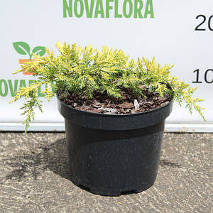 Ялівець середній 'Голдшатц / Goldschatz' 3л 20-30см