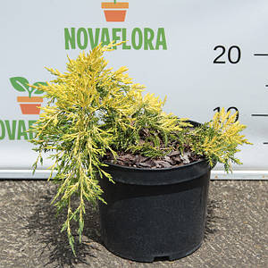 Ялівець лускатий 'Кінг оф Спрінг / King of Spring' 3п 15-20см