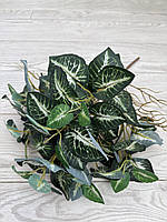 Штучний Сингоніум Преміум ( латекс , 52 см ), фото 9