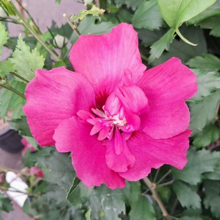 Саджанці Гібіскуса сирійського Флауер Тауер Рубі (Hibiscus Flower Tower Ruby) Р9, фото 1