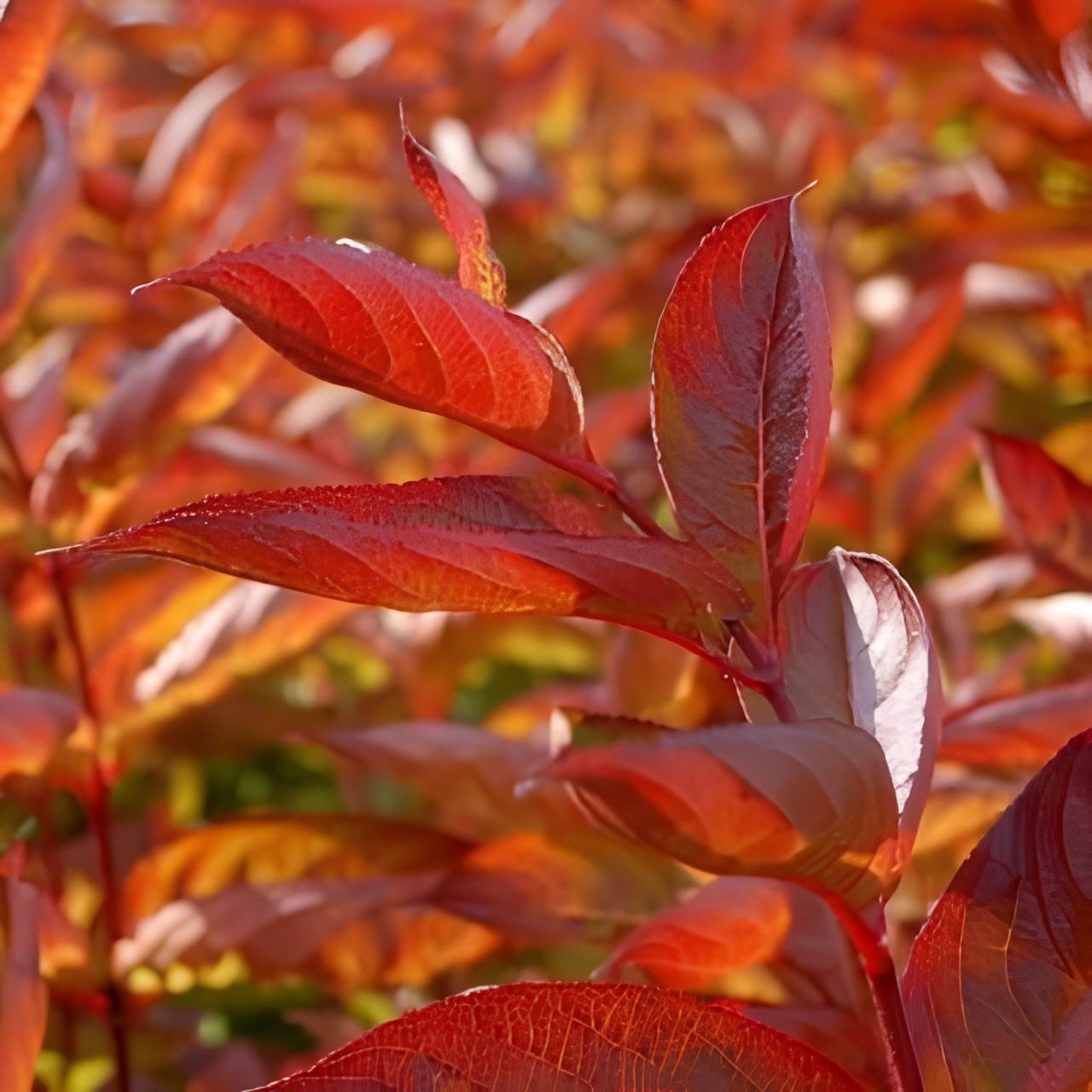 Саджанці Вейгели квітучої Вінгз оф Фаєр (Weigela florida Wings of Fire) Р9, фото 1
