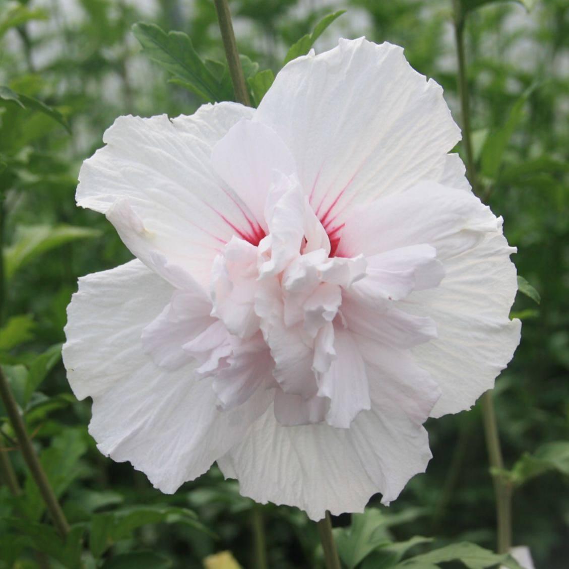 Саджанці Гібіскуса сирійського Чайна Шифон (Hibiscus China Chiffon) Р9, фото 1
