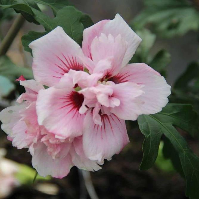 Саджанці Гібіскуса сирійського Леді Стенлі (Hibiscus Lady Stanley) Р9, фото 1