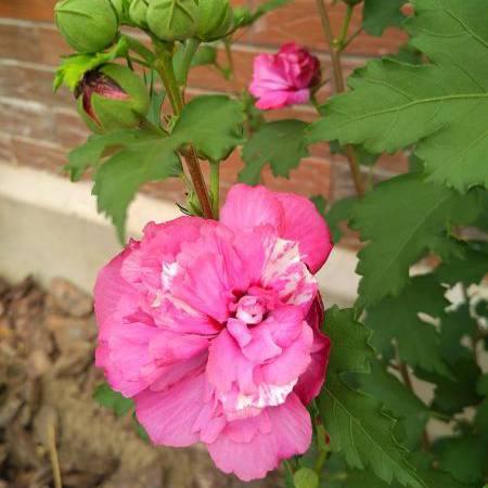 Саджанці Гібіскуса сирійського Санчойо (Hibiscus Sanchoyo) Р9, фото 1