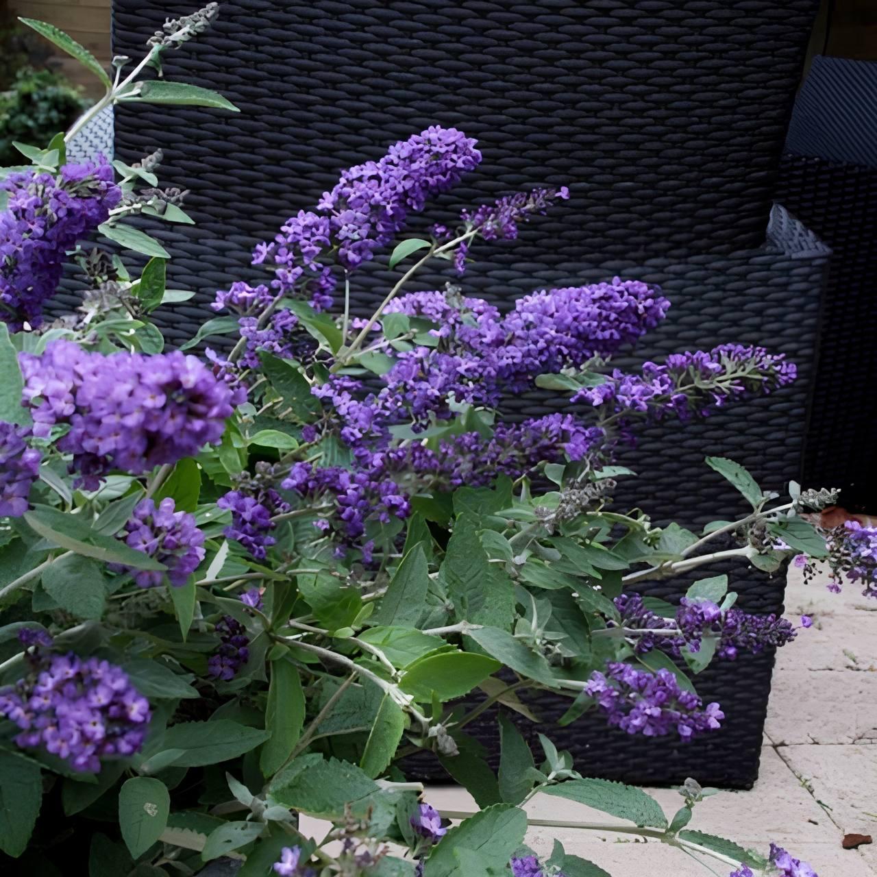 Саджанці Буддлеї давида Блю Хевен (Buddleja davidii Blue Heaven) Р9, фото 1