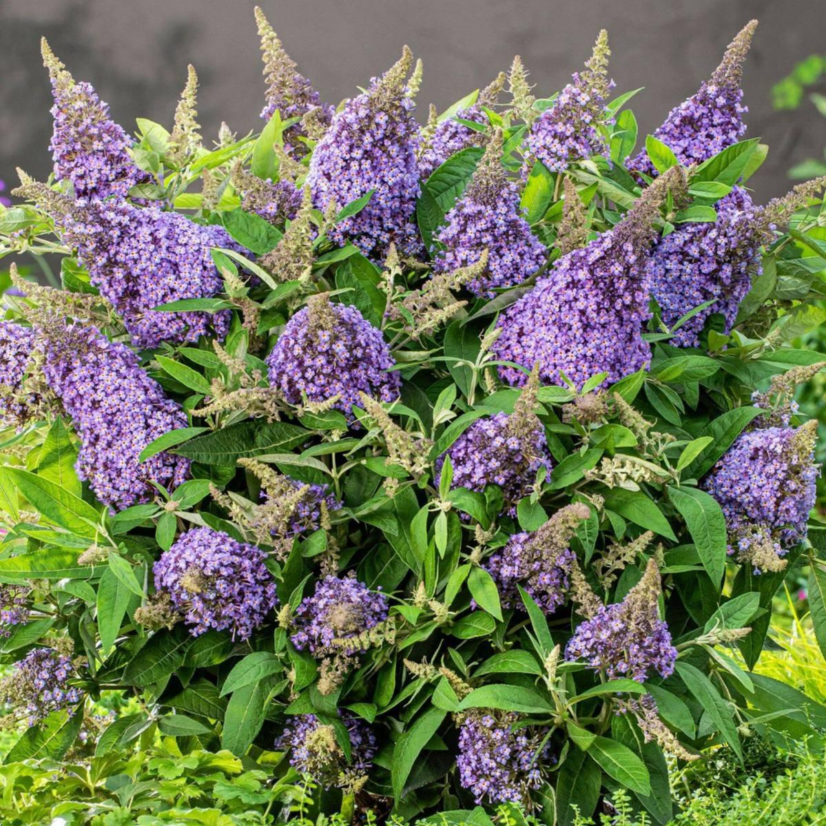 Саджанці Буддлеї давида Ліла Світхарт (Buddleja davidii Lila Sweetheart) Р9, фото 1