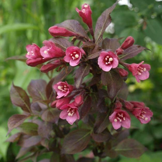 Саджанці Вейгели квітучої Танго (Weigela florida Tango) Р9, фото 1