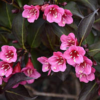 Саджанці Вейгели квітучої Танго (Weigela florida Tango) Р9