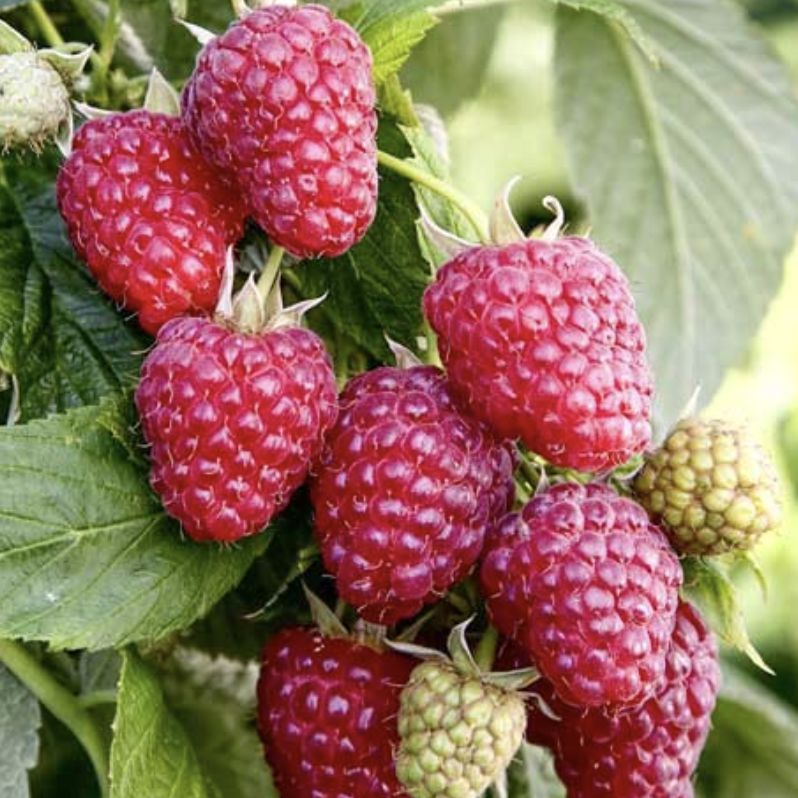 Саджанці (кущі) ремонтантної малини Ароматна Безшипна - безшипна, ароматна, врожайна, фото 1