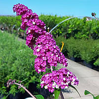 Саджанці Буддлеї давида Ягідний Крем (Buddleja davidii Berries and Cream) Р9