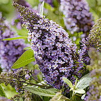 Саджанці Буддлеї давида Ліла Світхарт (Buddleja davidii Lila Sweetheart) Р9
