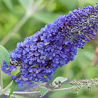 Саджанці Буддлеї давида Блю Хевен (Buddleja davidii Blue Heaven) Р9