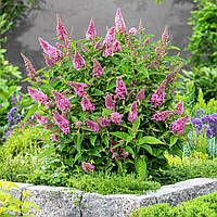 Саджанці Буддлеї давида Літл Пінк (Buddleja davidii Little Pink) Р9