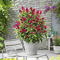 Саджанці Буддлеї давида Літл Рубі (Buddleja davidii Little Ruby) Р9