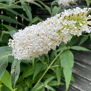 Колготкилердің ретро порно фотосуреттері