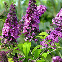 Саджанці Буддлеї давида Муншайн (Buddleja davidii Moonshine) Р9