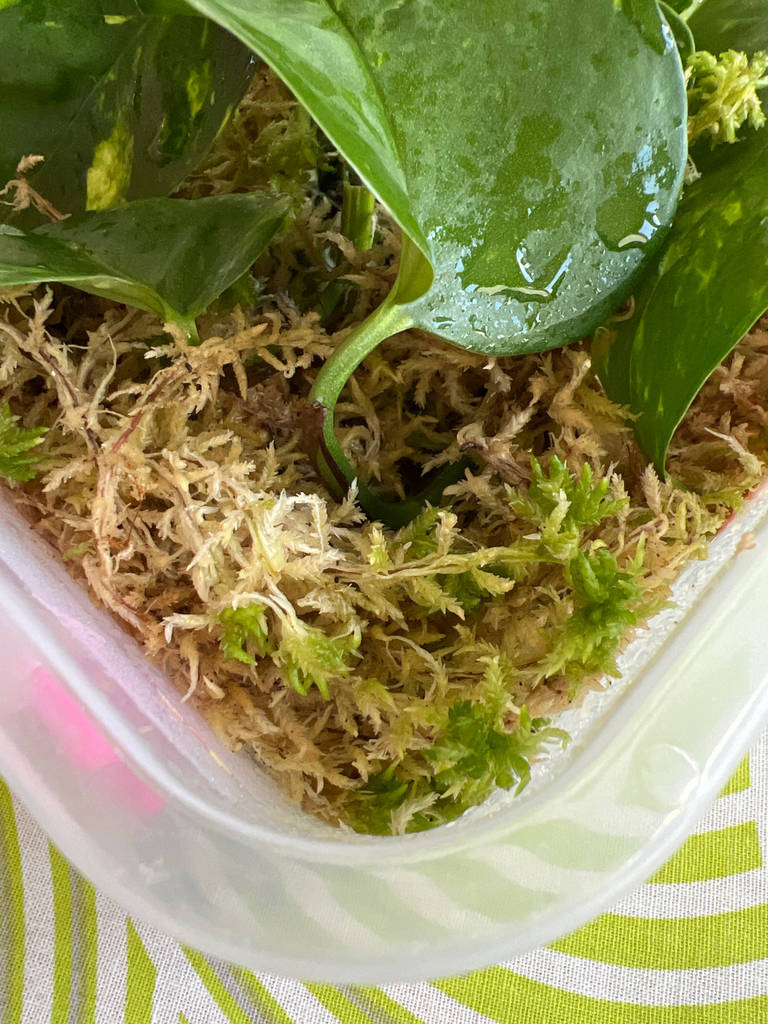 Мох сфагнум натуральний 1л - фото покупців 1