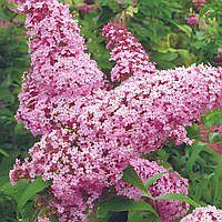Саджанці Буддлеї давида Пінк Делайт (Buddleja davidii Pink Delight) Р9