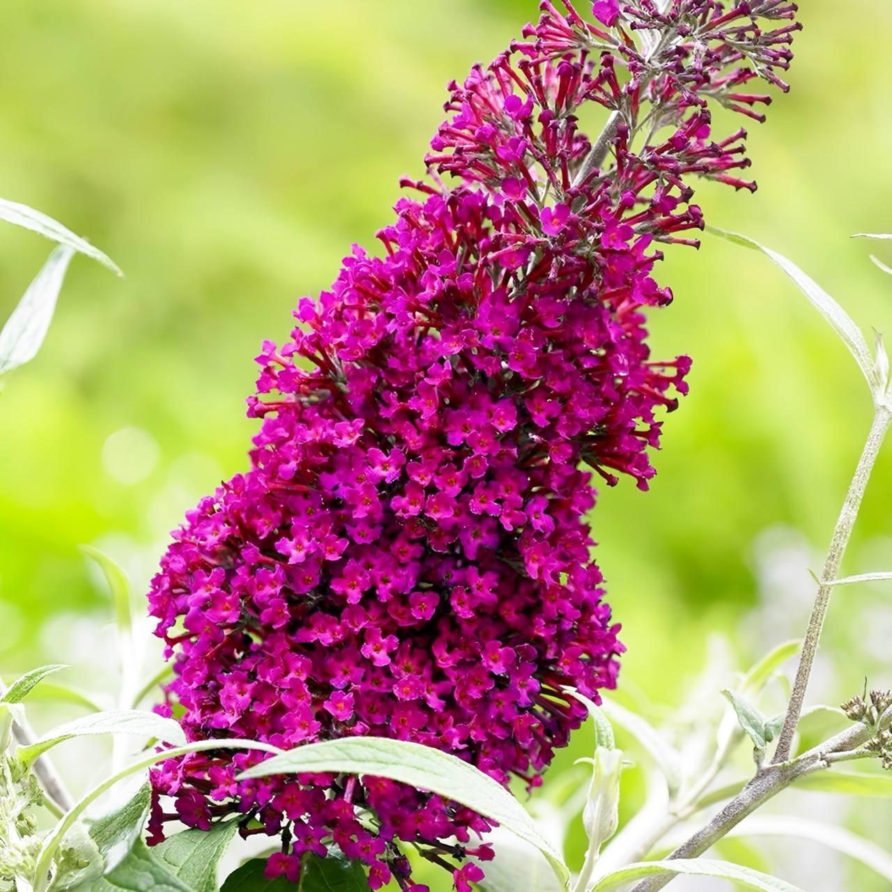 Саджанці Буддлеї давида Шугар Плам (Buddleja davidii Sugar Plum) Р9, фото 1