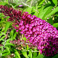 Саджанці Буддлеї давида Шугар Плам (Buddleja davidii Sugar Plum) Р9