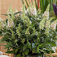 Саджанці Буддлеї давида Літл Вайт (Buddleja davidii Little White) Р9, фото 2