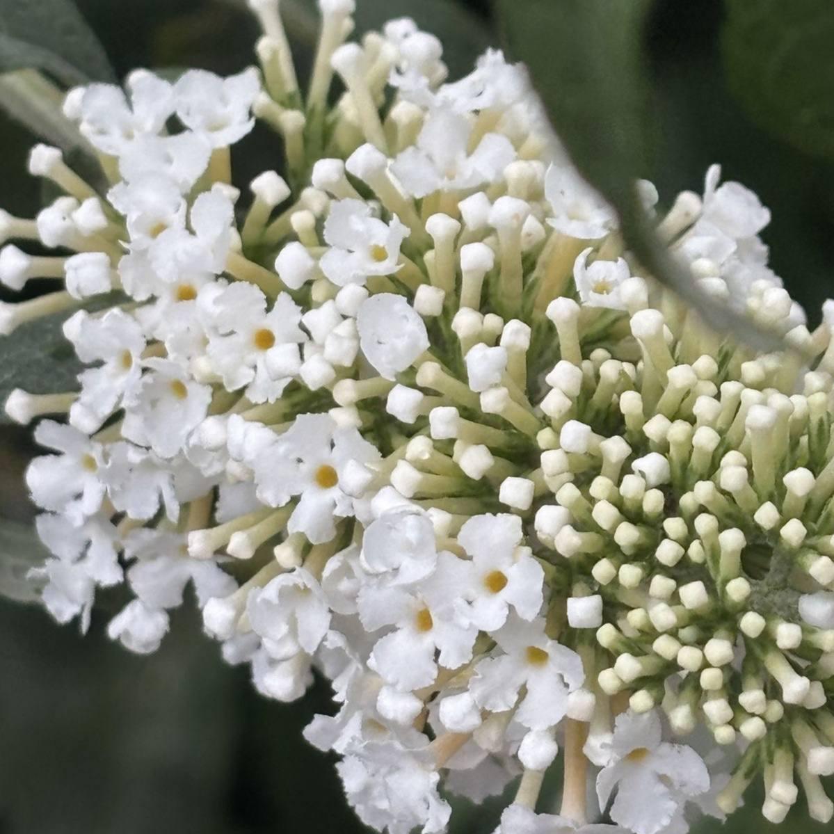 Саджанці Буддлеї давида Літл Вайт (Buddleja davidii Little White) Р9, фото 1