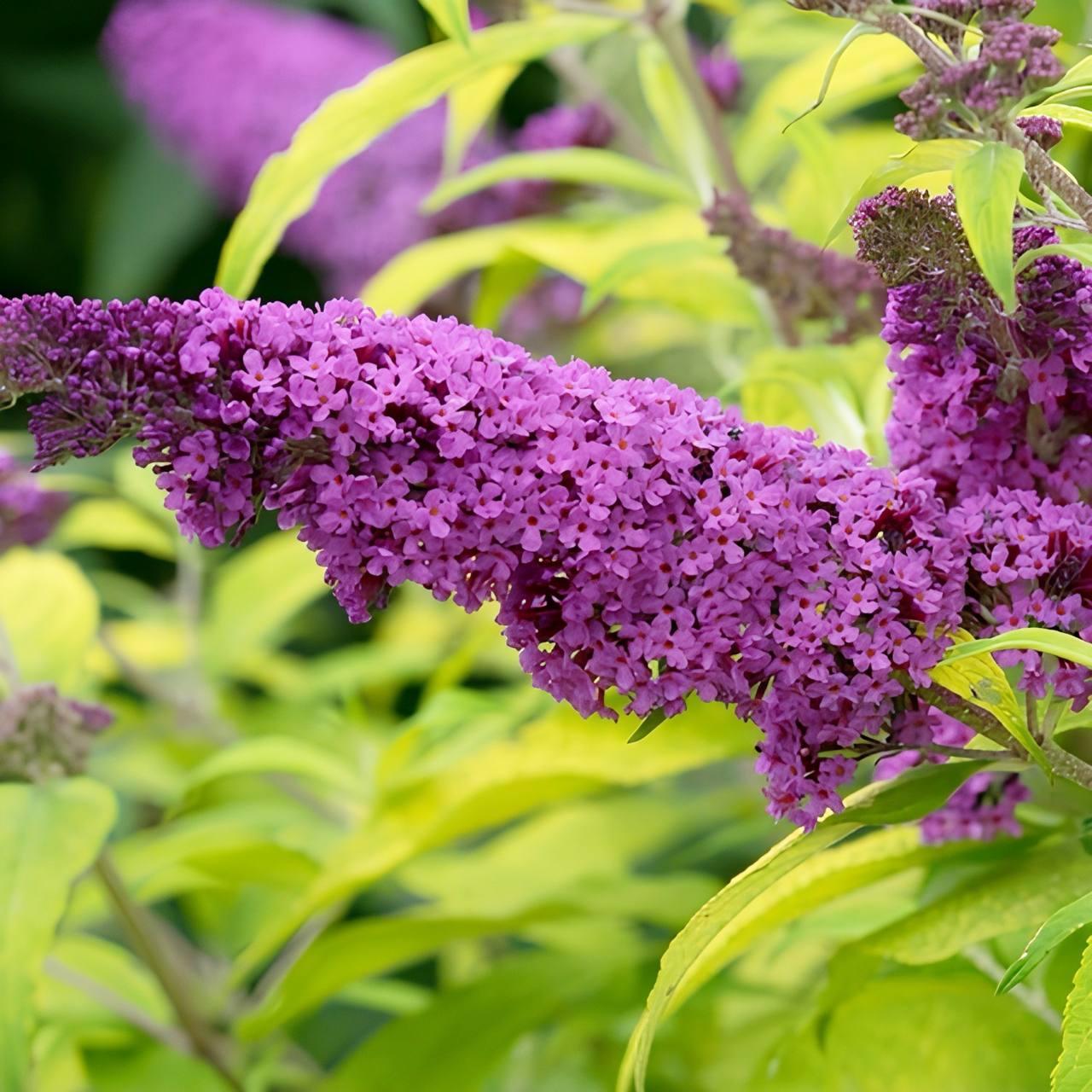 Саджанці Буддлеї давида Муншайн (Buddleja davidii Moonshine) Р9, фото 1