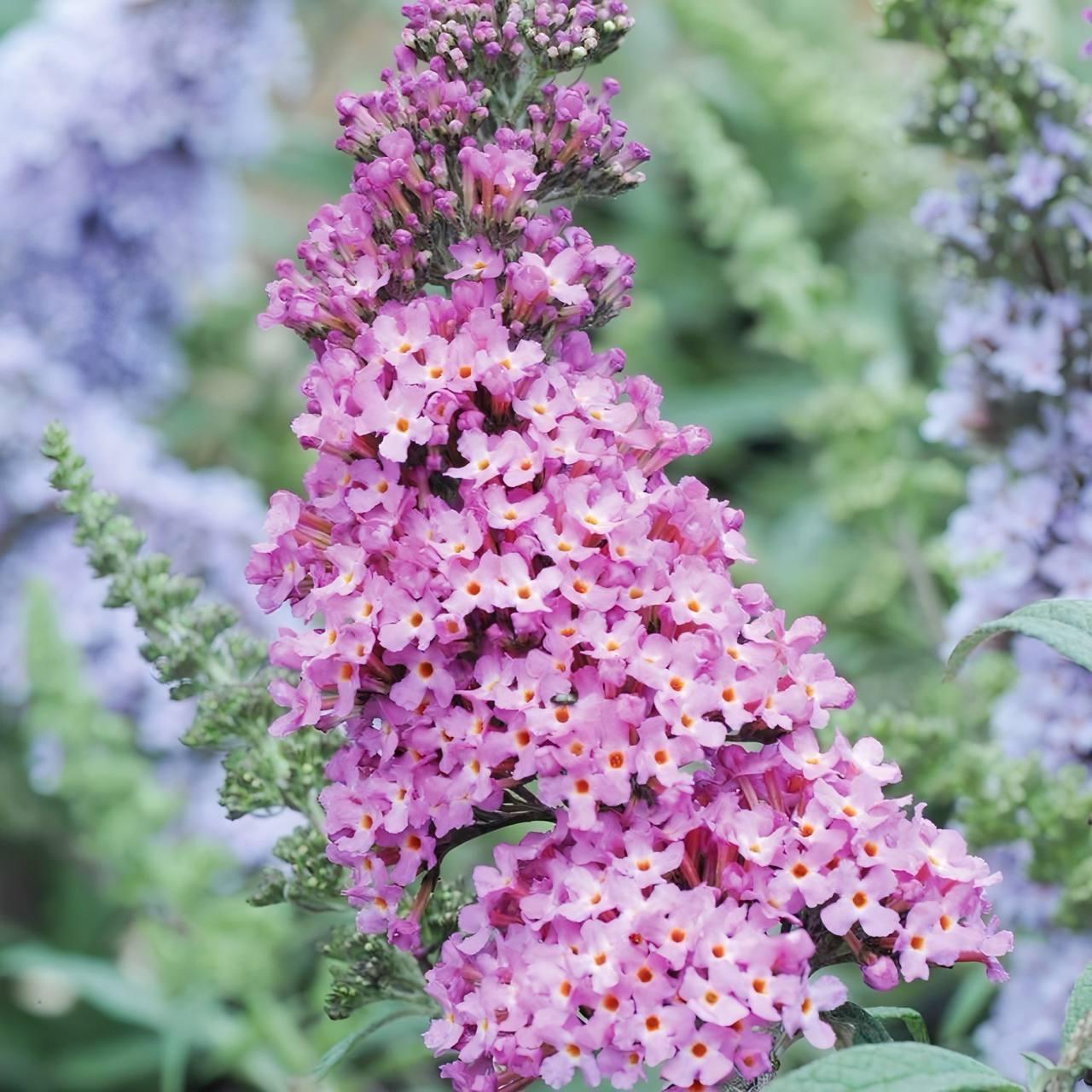 Саджанці Буддлеї давида Пінк Делайт (Buddleja davidii Pink Delight) Р9, фото 1