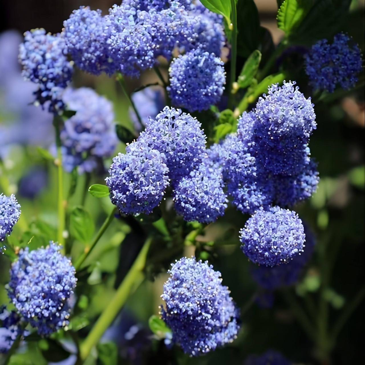 Саджанці Цеанотуса Блю Маунд (Ceanothus Blue Mound) P9, фото 1