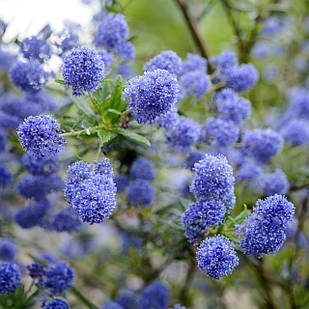Саджанці Цеанотуса Блю Маунд (Ceanothus Blue Mound) P9