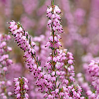 Саджанці Еріки Дарленської Єва (Erica darleyensis Ewa) P9