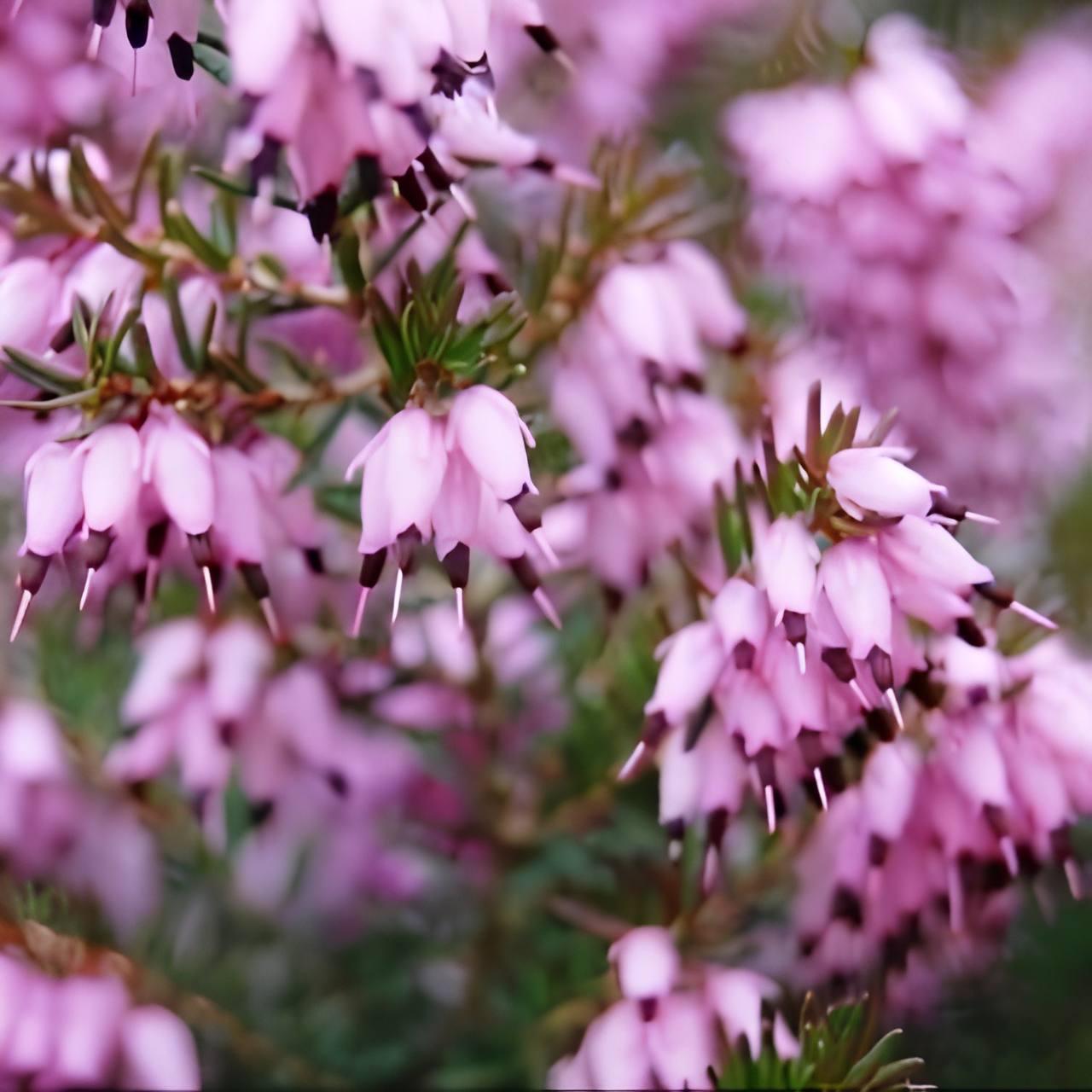 Саджанці Еріки Дарленської Єва (Erica darleyensis Ewa) P9, фото 1