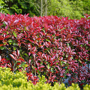 Саджанці Фотінії Фразера Фенна (Photinia fraseri Fenna) Р9