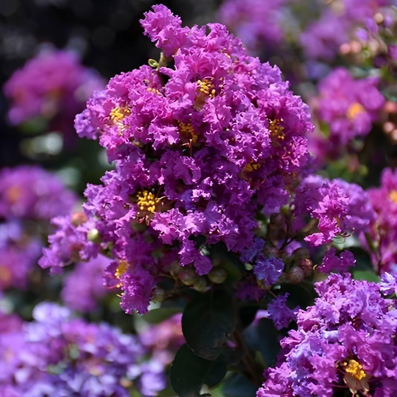Саджанці Лагерстремії Пьорлі Пьорпл (Lagerstroemia Purely Purple) С1,5, фото 1