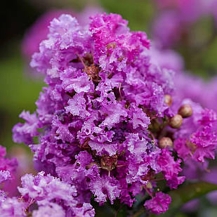Саджанці Лагерстремії Пьорлі Пьорпл (Lagerstroemia Purely Purple) С1,5