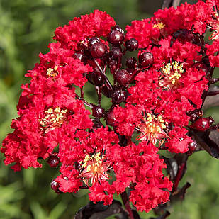 Саджанці Лагерстремії Раффлед Ред Меджик (Lagerstroemia Ruffled Red Magic) С1,5