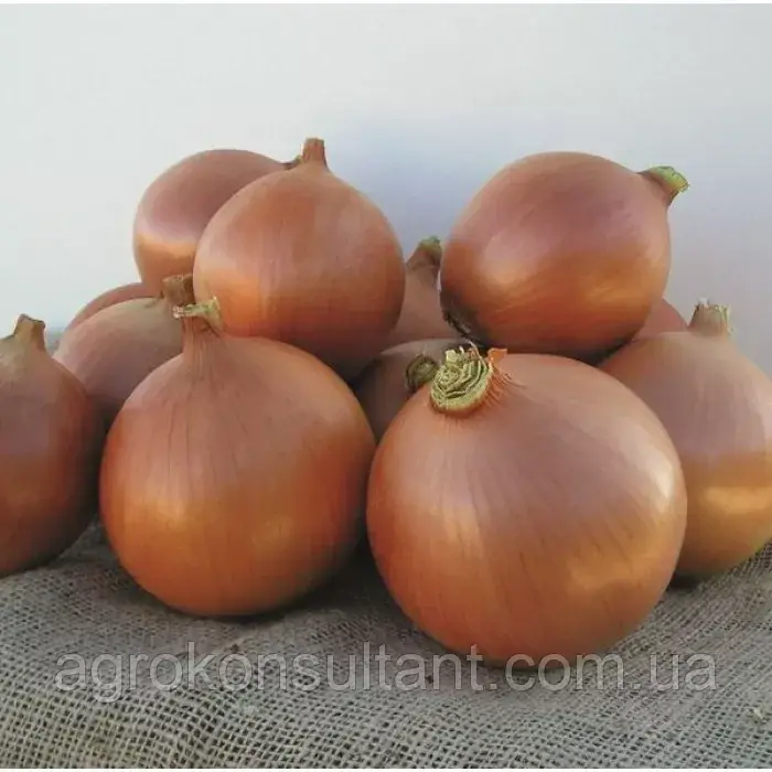 Озима цибуля сіянка Бріджер F1 (Broer), 500 г — середньопізня (240–260 днів), для осінньої посадки