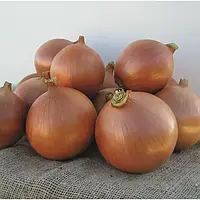 Озима цибуля сіянка Бріджер F1 (Broer), 500 г — середньопізня (240–260 днів), для осінньої посадки