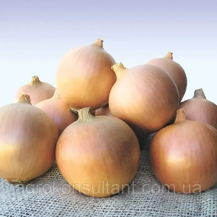 Озима цибуля сіянка Сибір (Broer), 500 г — середньопізня (250-260 днів), для осінньої посадки