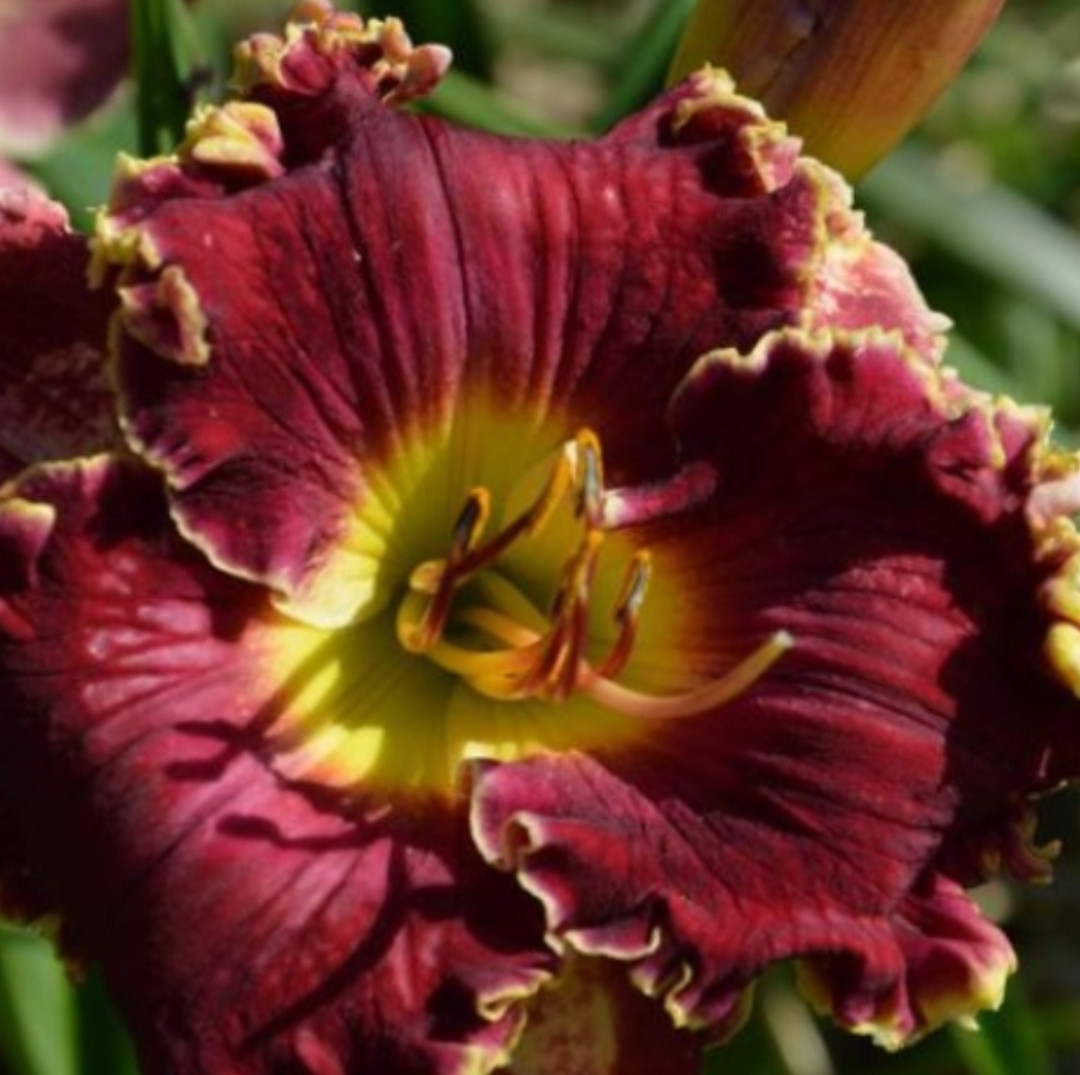 Лілейник Rambling Red (Pierce 2016) (саджанці), фото 1