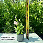 Саджанці Еустоми Carmen Ivory (Eustoma Carmen Ivory) P9, фото 4