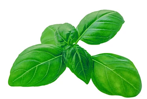 Насіння базиліка
