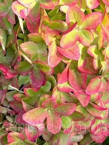 Гортензія волотиста Металлика (Hydrangea paniculata `Metalica`) 2 роки