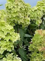 Гортензія волотиста Металлика (Hydrangea paniculata `Metalica`) 2 роки, фото 3
