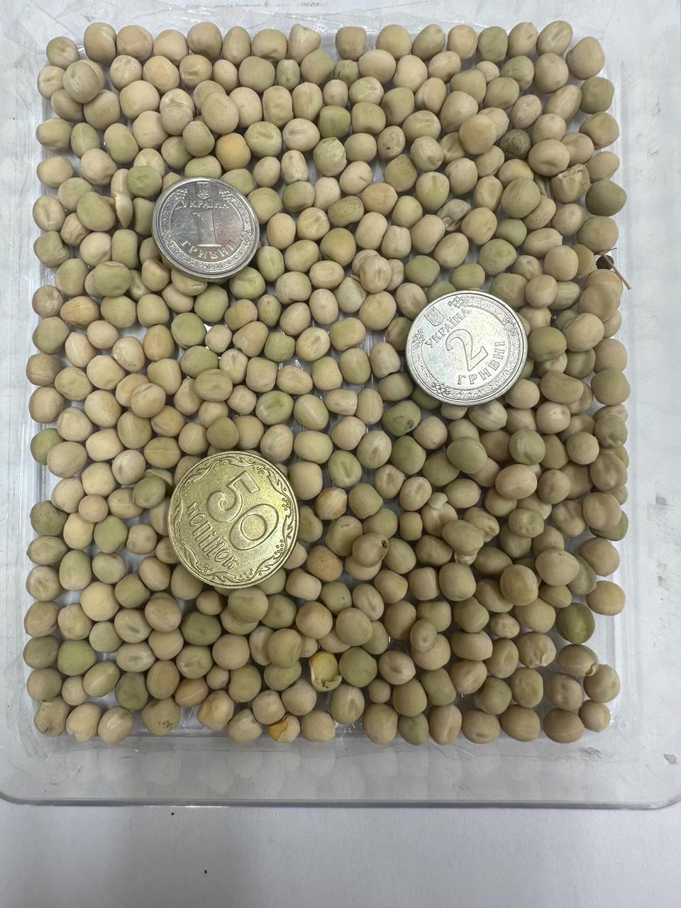 Озимий горох Балтрап. Оригінатор: Флорімон Деспре (Франція), фото 1